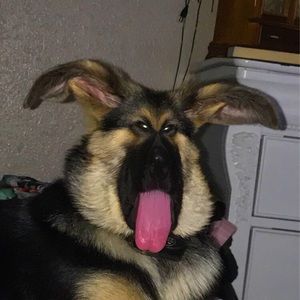 Meet your Posher, Isabella